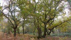 Picture from an autumn walk in Dorset woodland