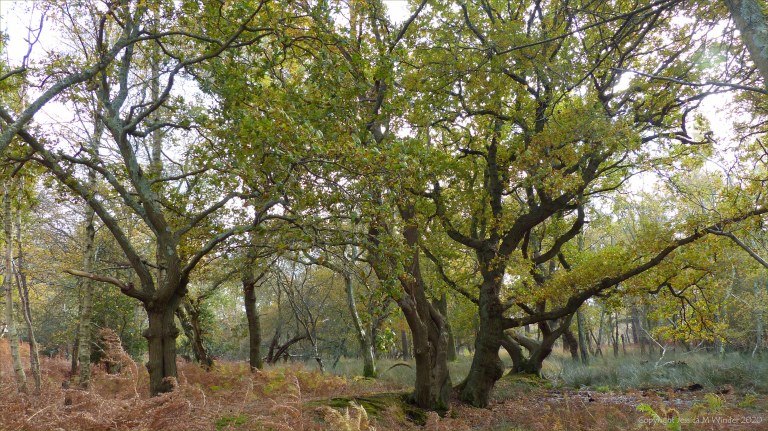 Picture from an autumn walk in Dorset woodland