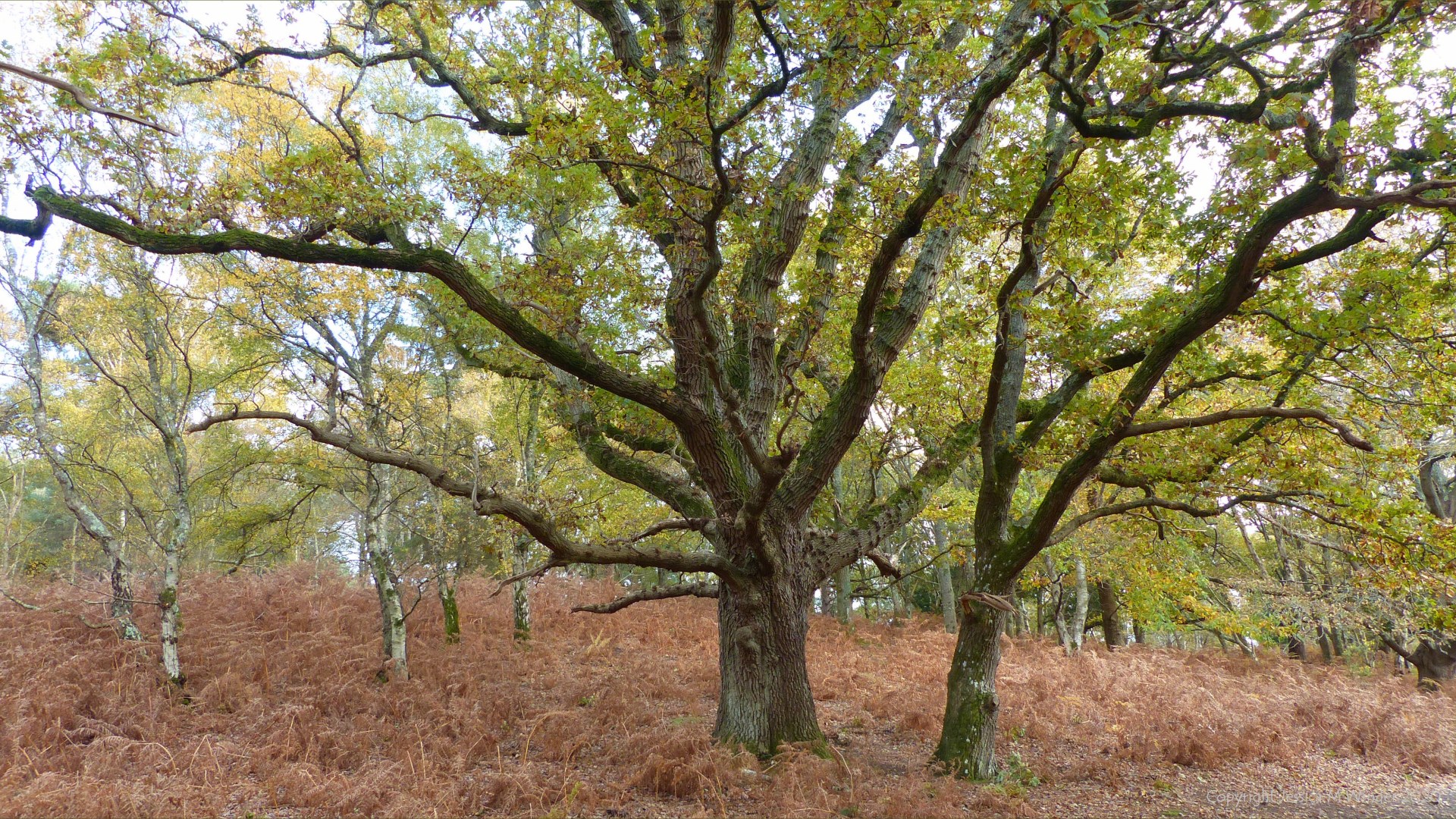 Picture from an autumn walk in Dorset woodland