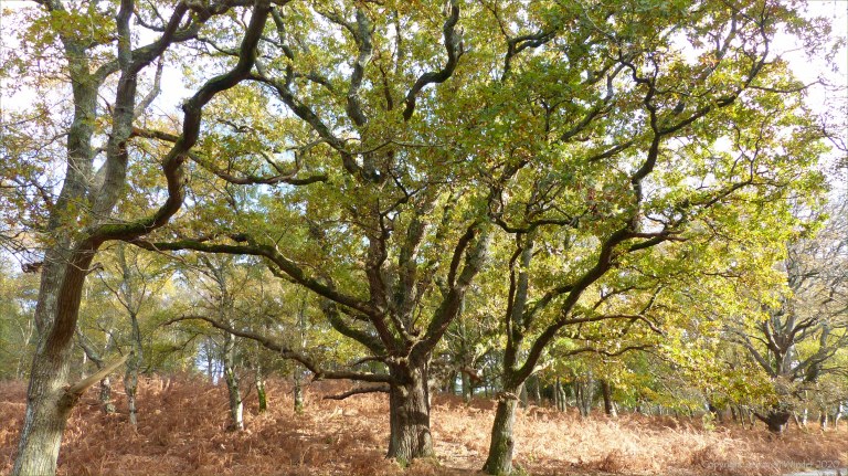 Picture from an autumn walk in Dorset woodland
