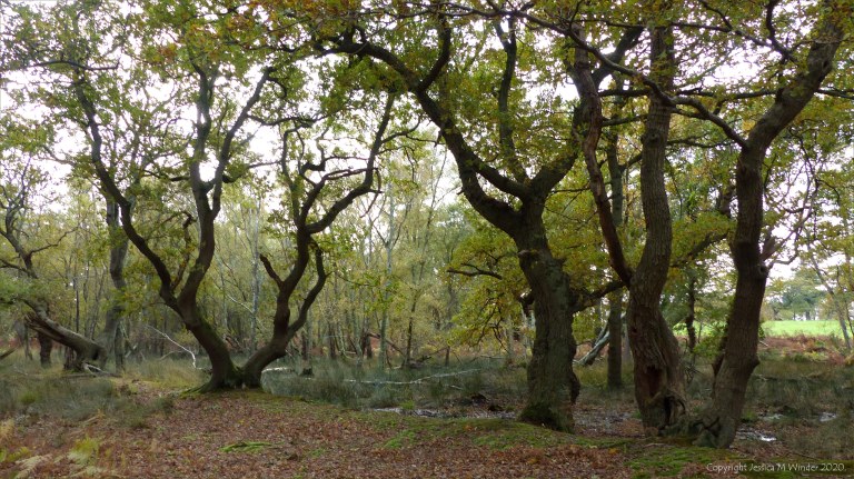 Picture from an autumn walk in Dorset woodland