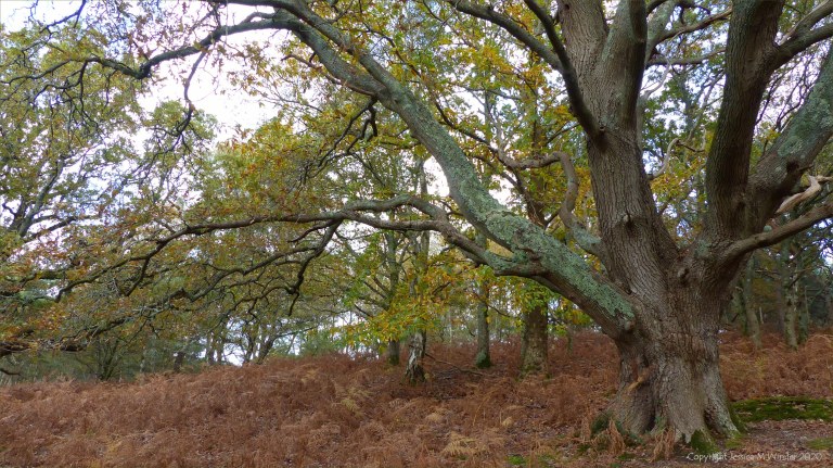 Picture from an autumn walk in Dorset woodland