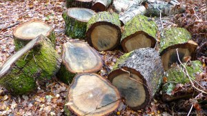 Picture from an autumn walk in Dorset woodland