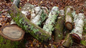 Picture from an autumn walk in Dorset woodland