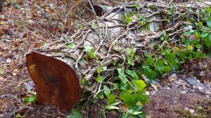 Picture from an autumn walk in Dorset woodland