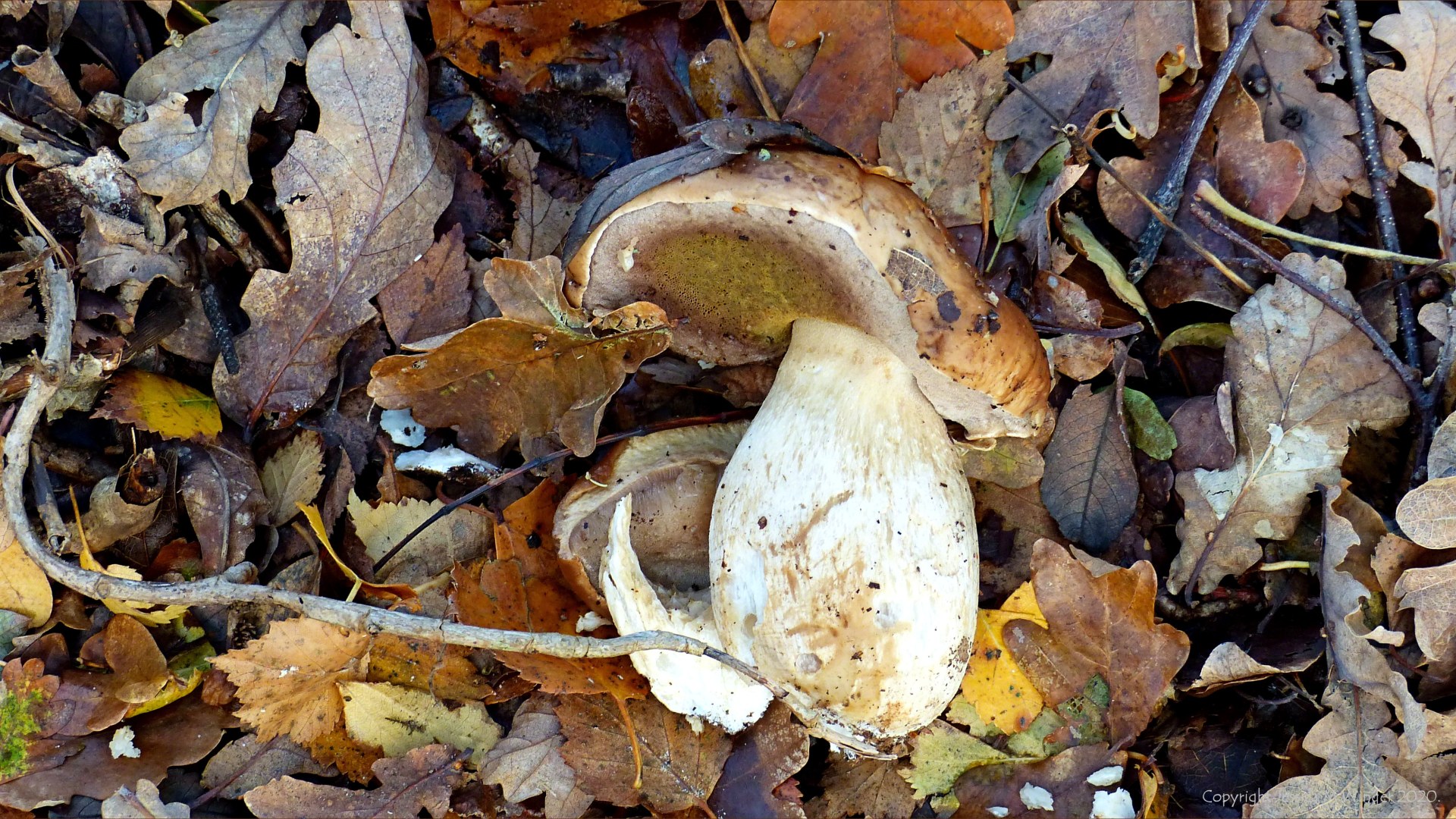 Picture from an autumn walk in Dorset woodland