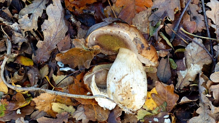 Picture from an autumn walk in Dorset woodland