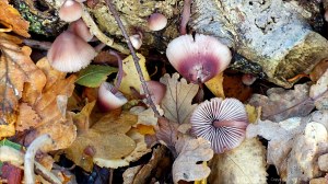 Picture from an autumn walk in Dorset woodland