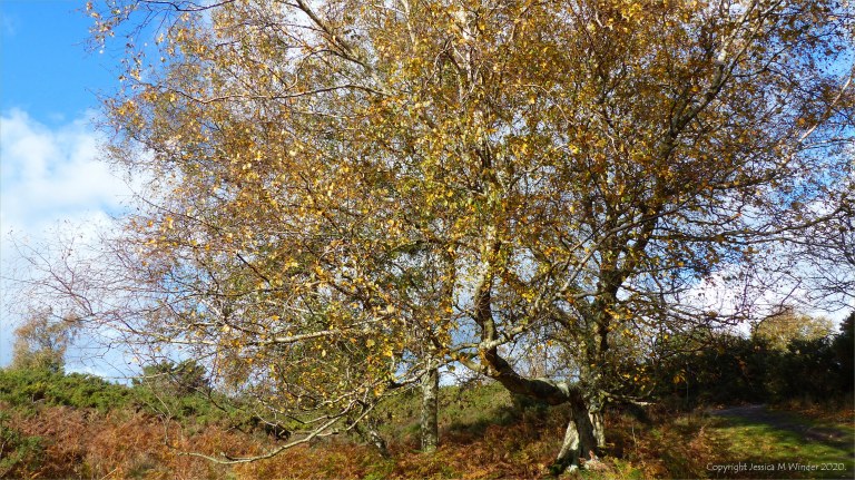Picture from an autumn walk in Dorset woodland
