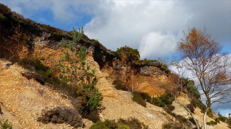 Picture from an autumn walk in Dorset woodland