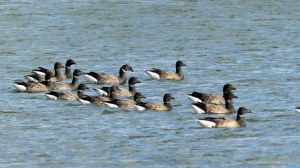 Picture from an autumn walk in Dorset woodland