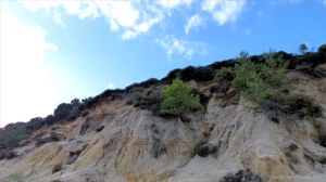 Picture from an autumn walk in Dorset woodland