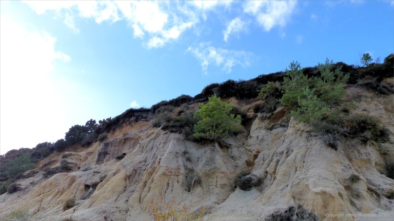 Picture from an autumn walk in Dorset woodland