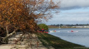 Picture from an autumn walk in Dorset woodland