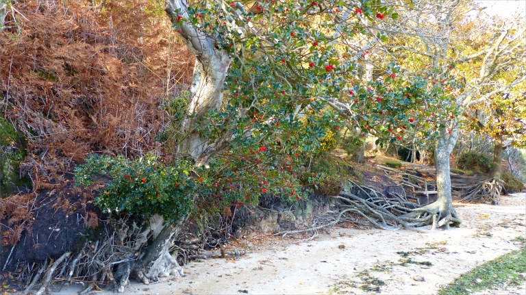 Picture from an autumn walk in Dorset woodland