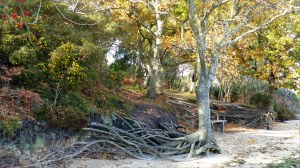 Picture from an autumn walk in Dorset woodland