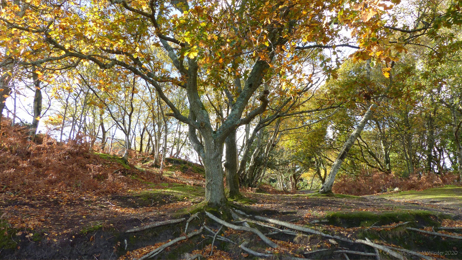 Picture from an autumn walk in Dorset woodland