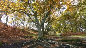 Picture from an autumn walk in Dorset woodland
