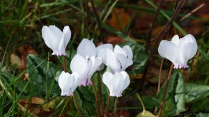 Picture from an autumn walk in Dorset woodland