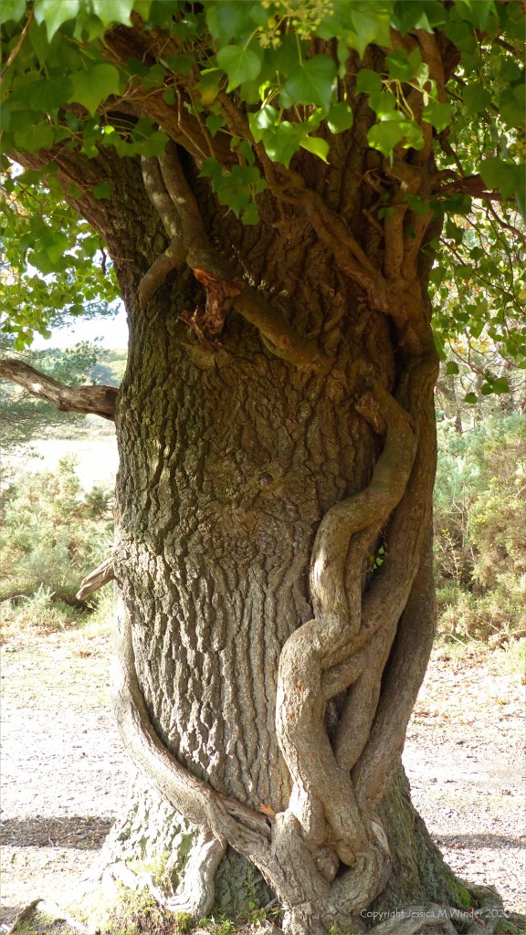 Picture from an autumn walk in Dorset woodland