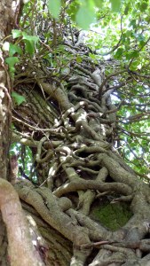 Picture from an autumn walk in Dorset woodland