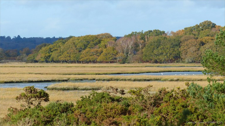 Picture from an autumn walk in Dorset woodland