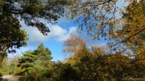 Picture from an autumn walk in Dorset woodland