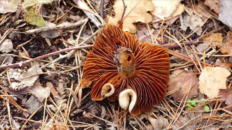 Picture from an autumn walk in Dorset woodland