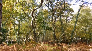 Picture from an autumn walk in Dorset woodland