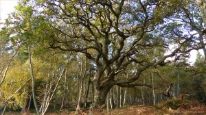 Picture from an autumn walk in Dorset woodland