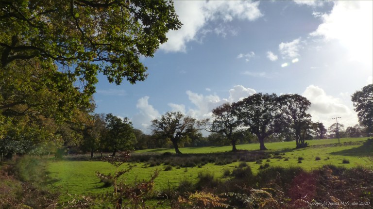 Picture from an autumn walk in Dorset woodland
