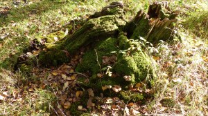 Picture from an autumn walk in Dorset woodland