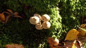 Picture from an autumn walk in Dorset woodland