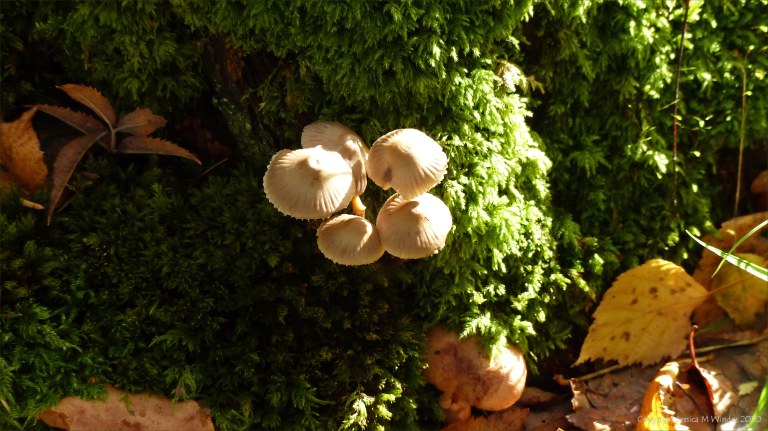 Picture from an autumn walk in Dorset woodland