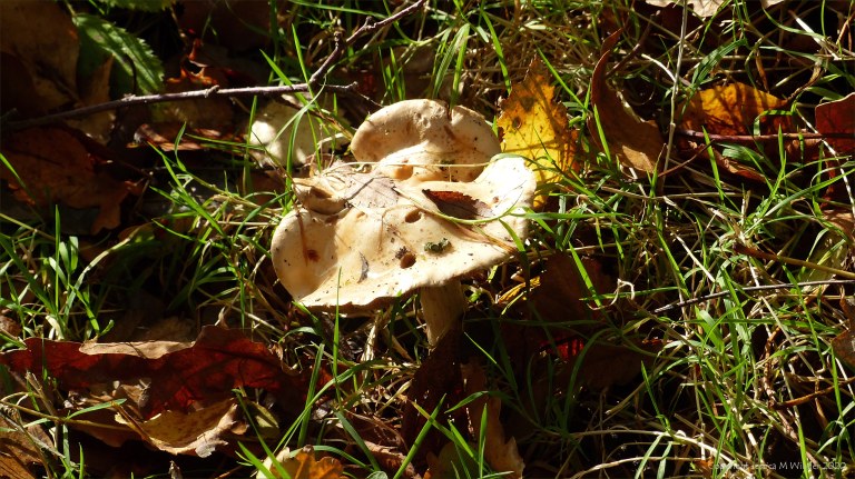 Picture from an autumn walk in Dorset woodland