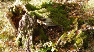 Picture from an autumn walk in Dorset woodland