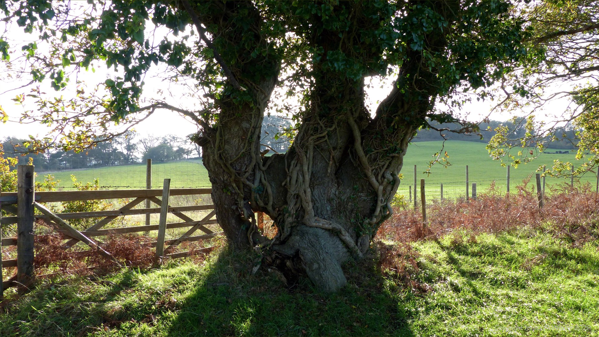 Picture from an autumn walk in Dorset woodland