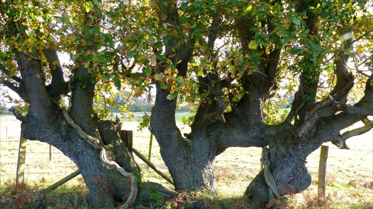 Picture from an autumn walk in Dorset woodland