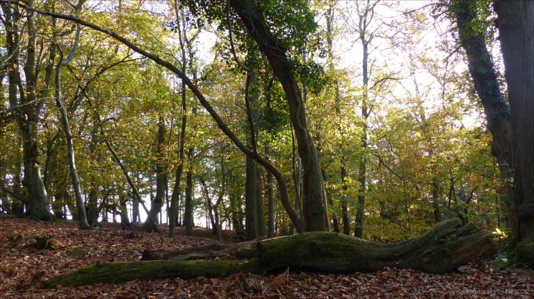 Picture from an autumn walk in Dorset woodland