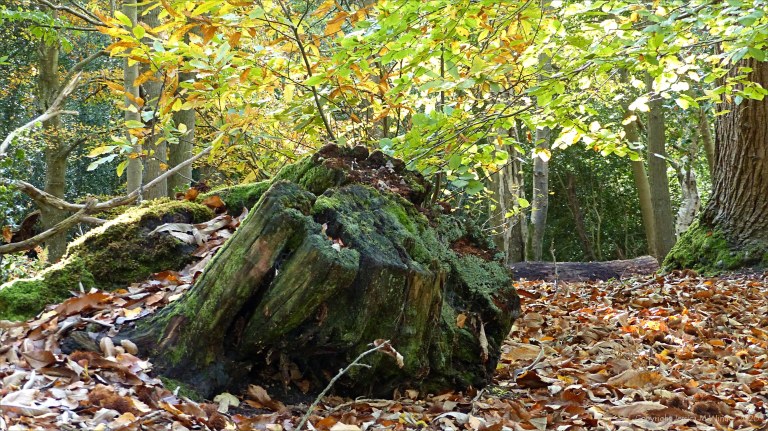 Picture from an autumn walk in Dorset woodland