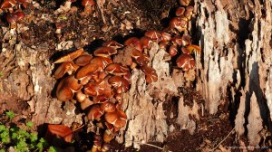 Toadstools in an English village