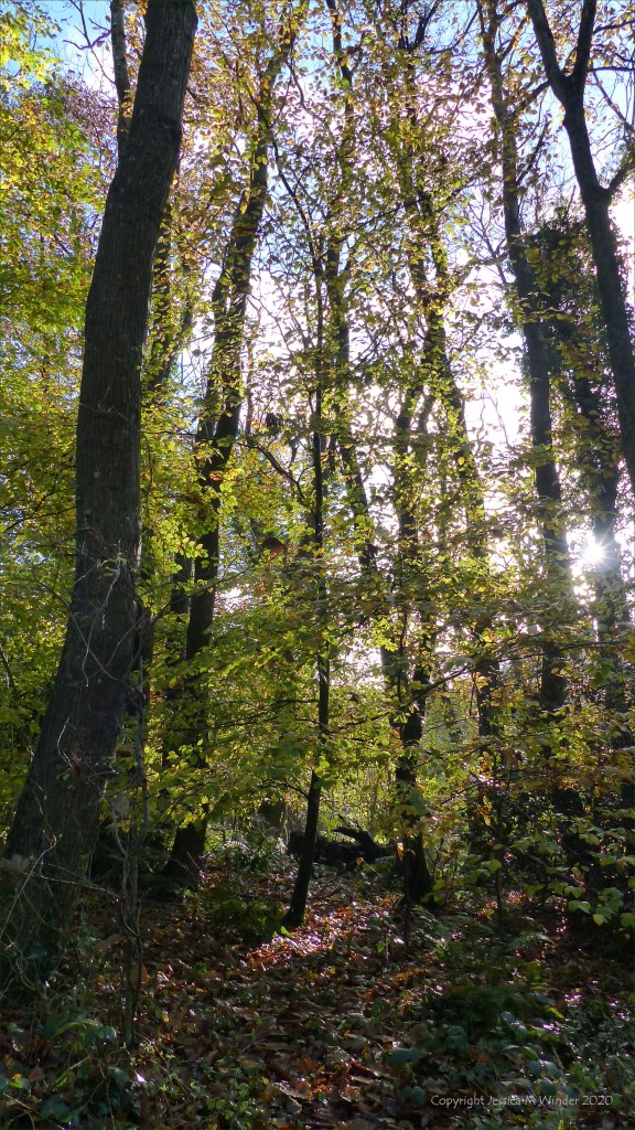 Picture from an autumn walk in Dorset woodland