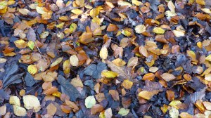 Picture from an autumn walk in Dorset woodland