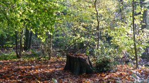 Picture from an autumn walk in Dorset woodland