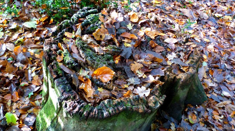 Picture from an autumn walk in Dorset woodland
