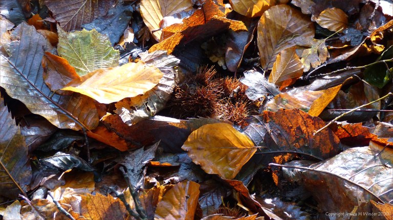 Picture from an autumn walk in Dorset woodland