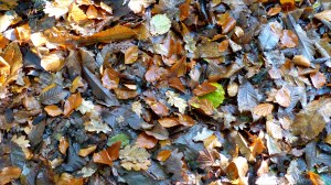 Picture from an autumn walk in Dorset woodland