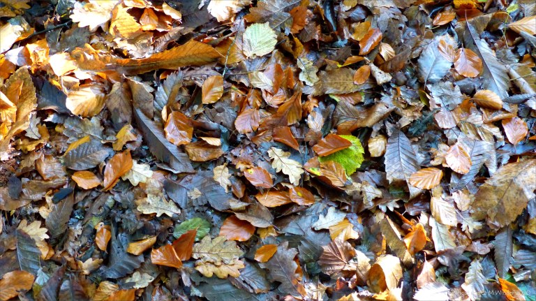 Picture from an autumn walk in Dorset woodland