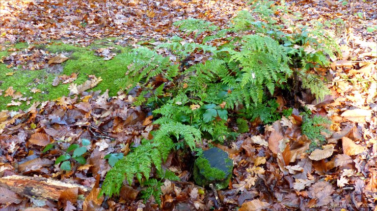 Picture from an autumn walk in Dorset woodland