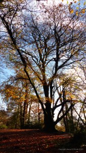 Picture from an autumn walk in Dorset woodland
